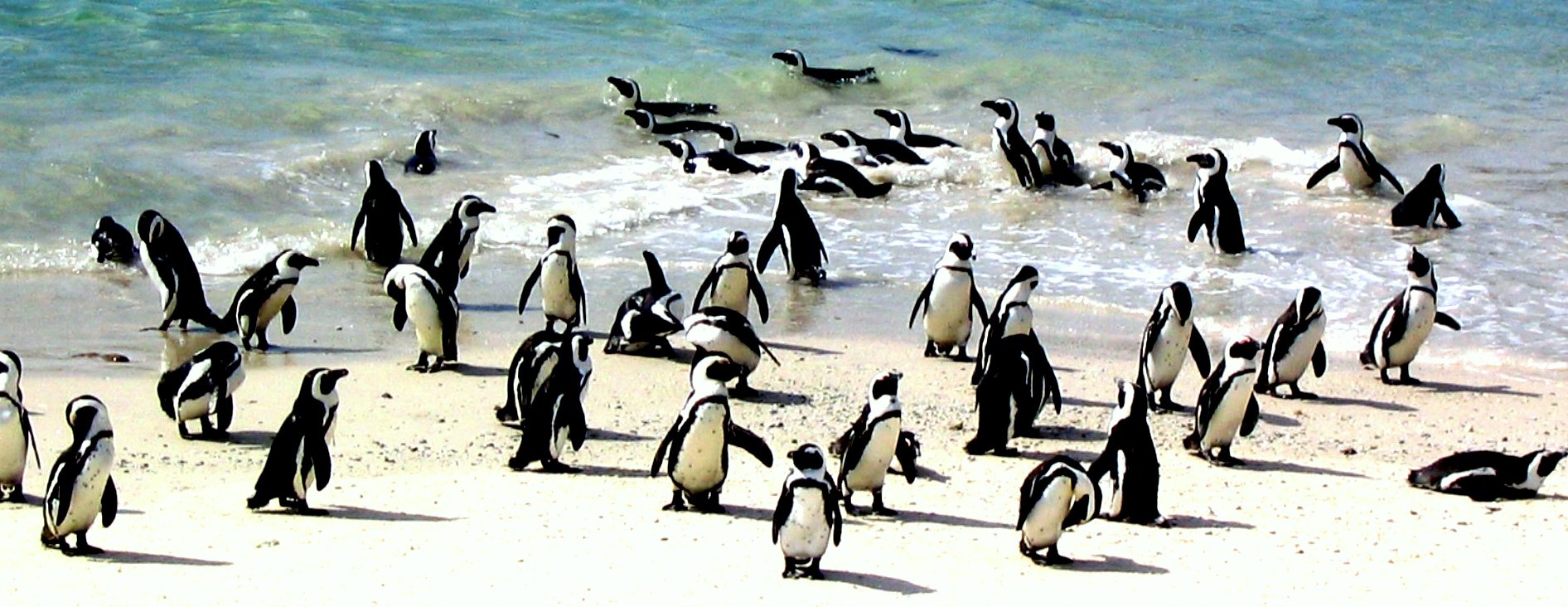 penguins_at_boulder-s_beach-_south_africa.jpg