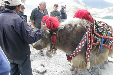 Himalajsky yak