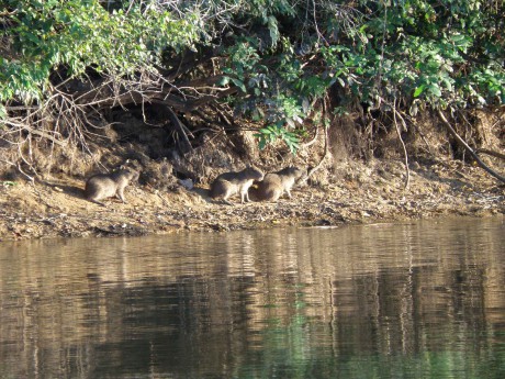 Venezuela "safari" - kapibary