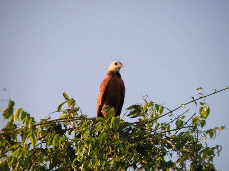 Venezuela "safari" - orel