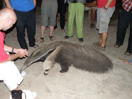 Venezuela "safari" - mravenečník