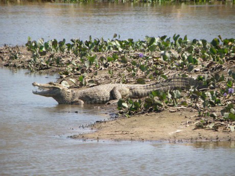 Venezuela "safari" - krokodýl3