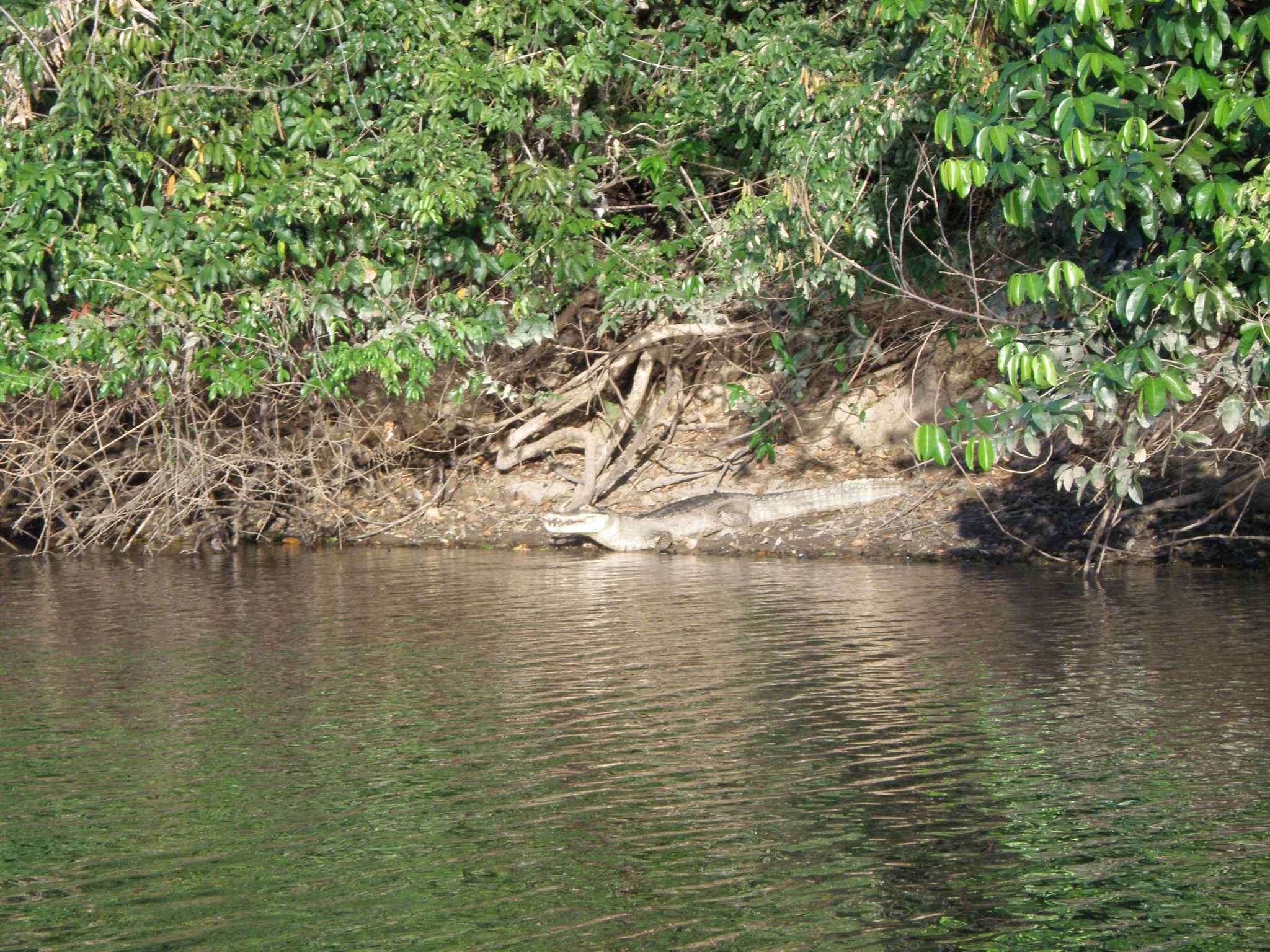 Venezuela "safari" -krokodýl