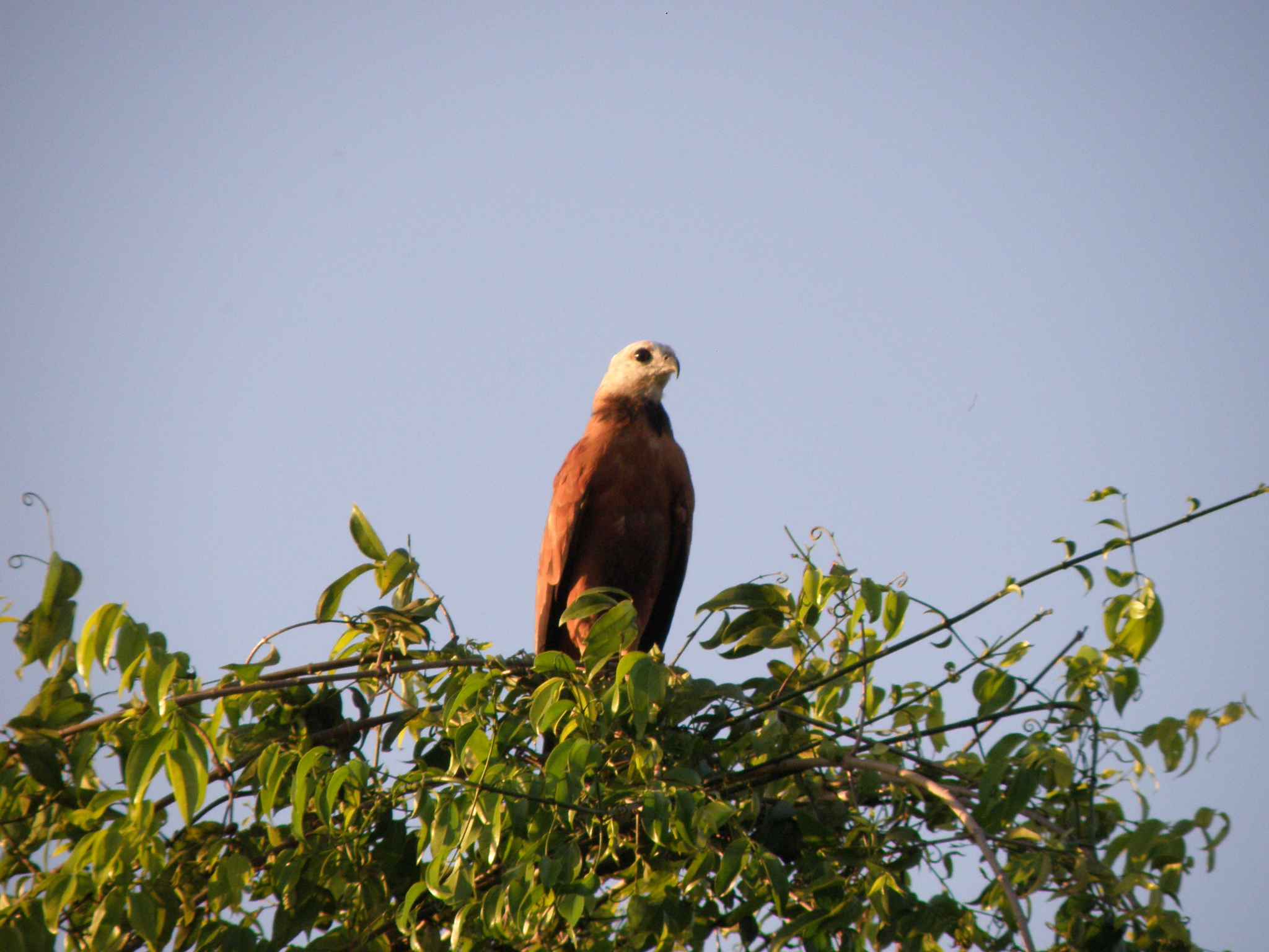 Venezuela "safari" - orel