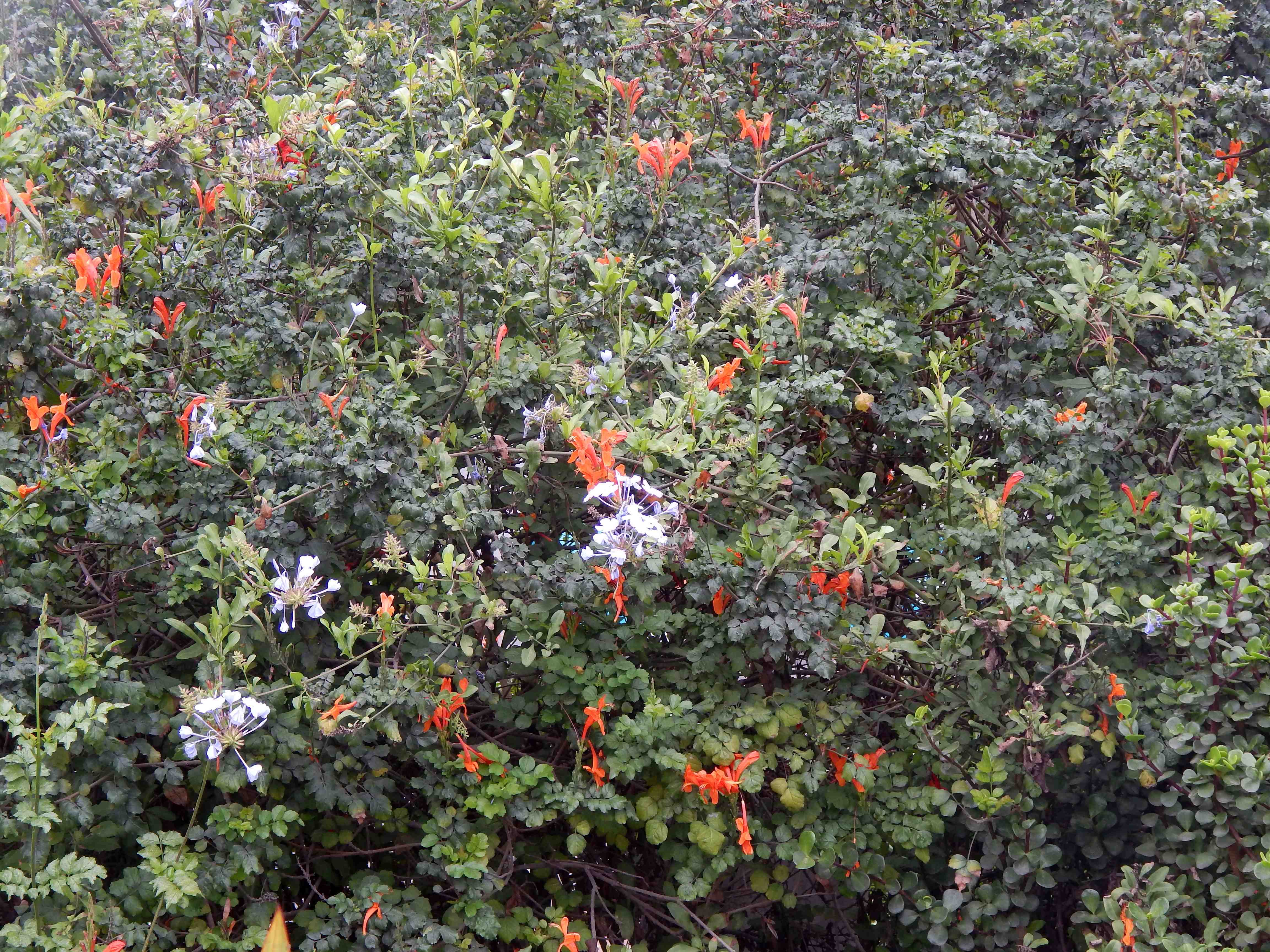 DSCN0780