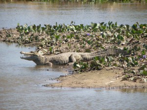 venezuela--safari----krokodyl3.jpg