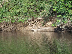 venezuela--safari---krokodyl.jpg