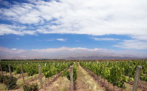 800px-vineyard_in_mendoza-_argentina.jpg