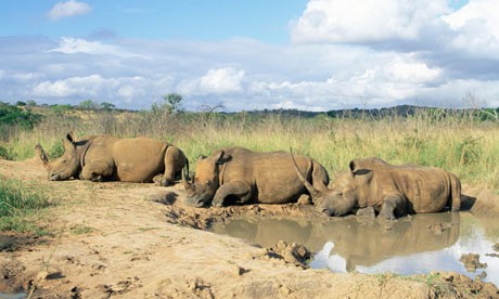 white-rhinoceros-at-rest--001.jpg