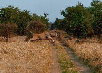 eland_leaping_over_track_ng.jpg