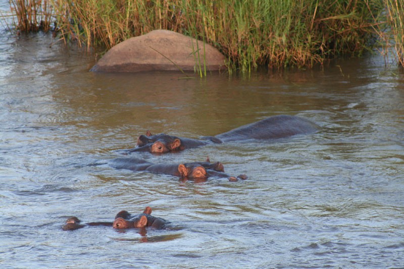 kruger-park-09.jpg