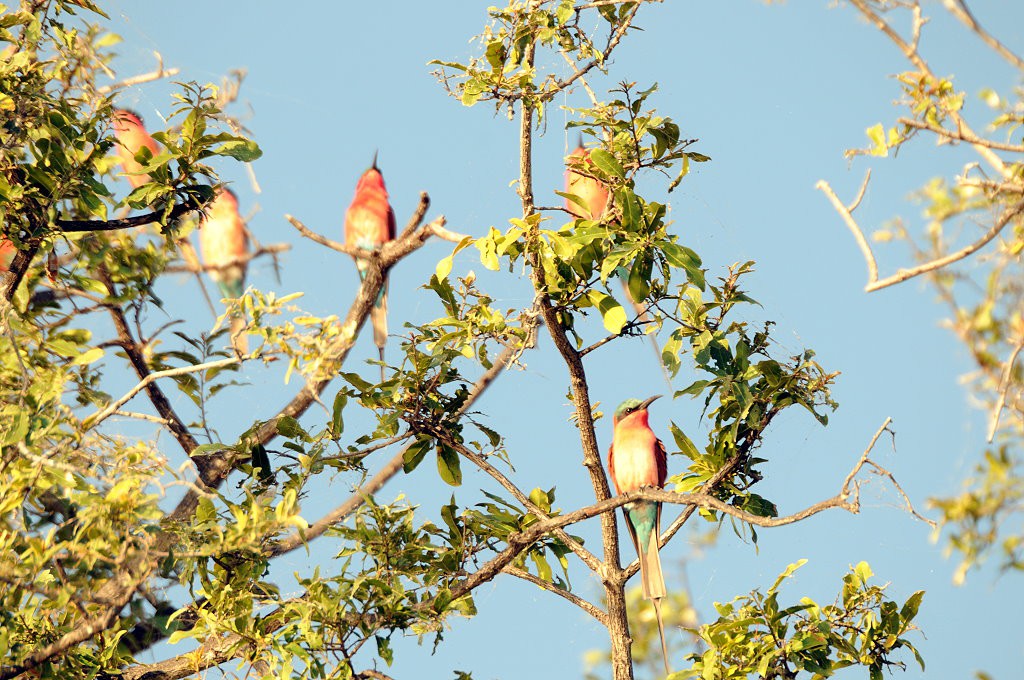 chobe-national-park-bea-eaters.jpg