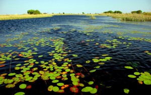 okavango-delta-botswana-1440x900.jpg