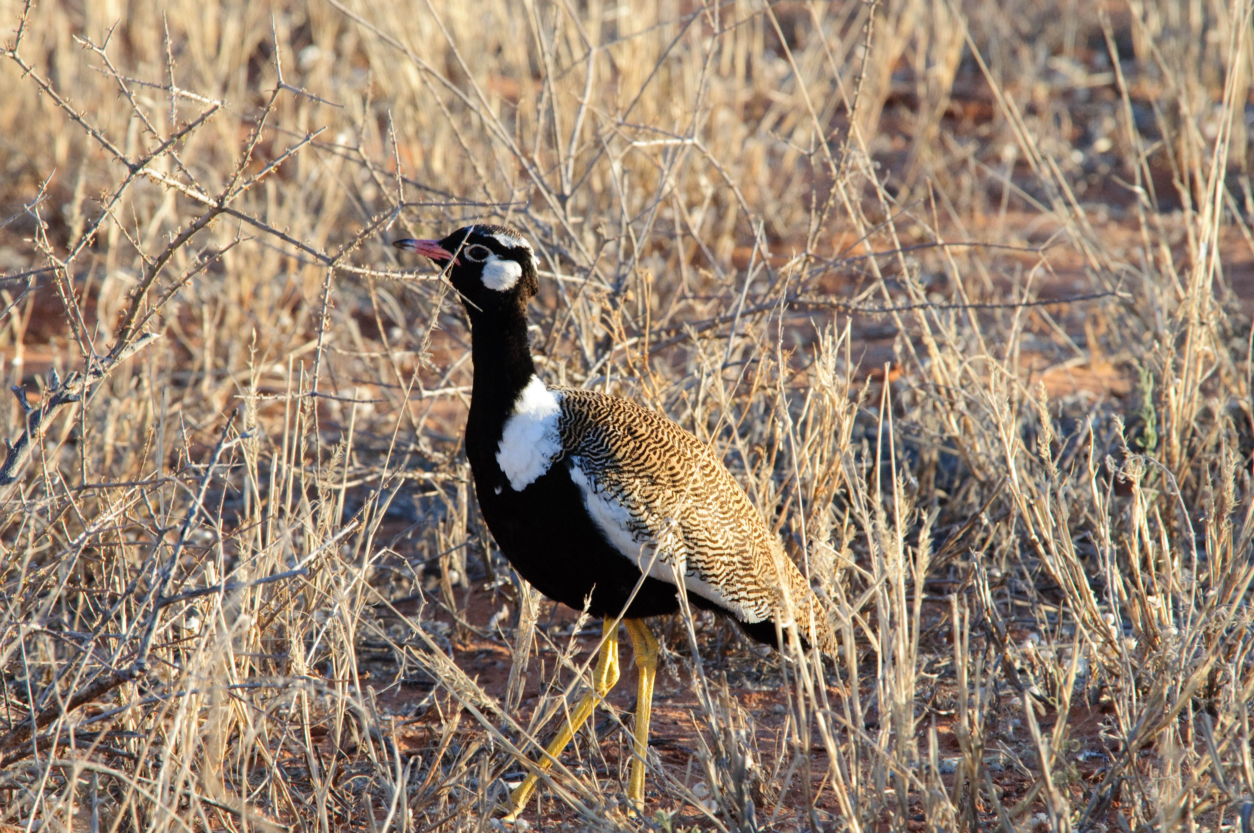 eupodotis_afraoides_-kalahari_desert-_south_africa-8.jpg