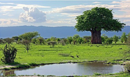 baobab-fruit-antioxidant-baomix-pulp-leaves-coffee-nutritional-superfruit-superfood-organic.jpg