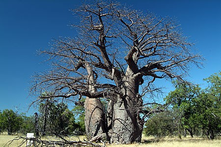 baobab_namibia.jpg