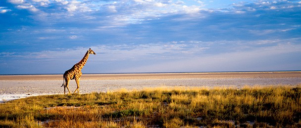 etosha_national_park00_44.jpg