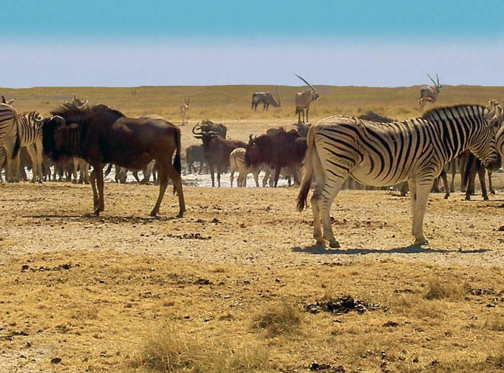 etosha.jpg