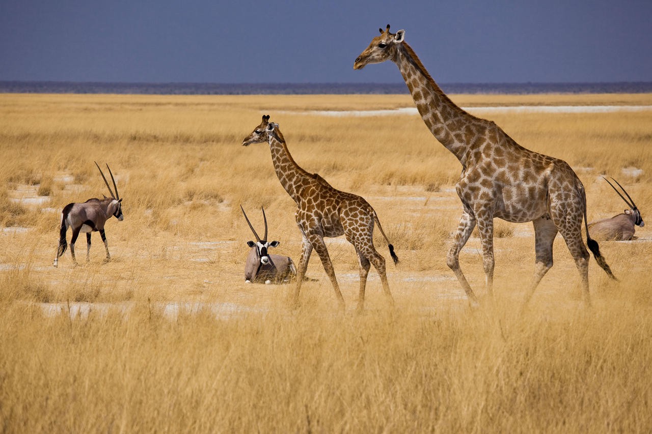 mokuti-20etosha-20lodge-20--20giraffes-20in-20etosha.jpg