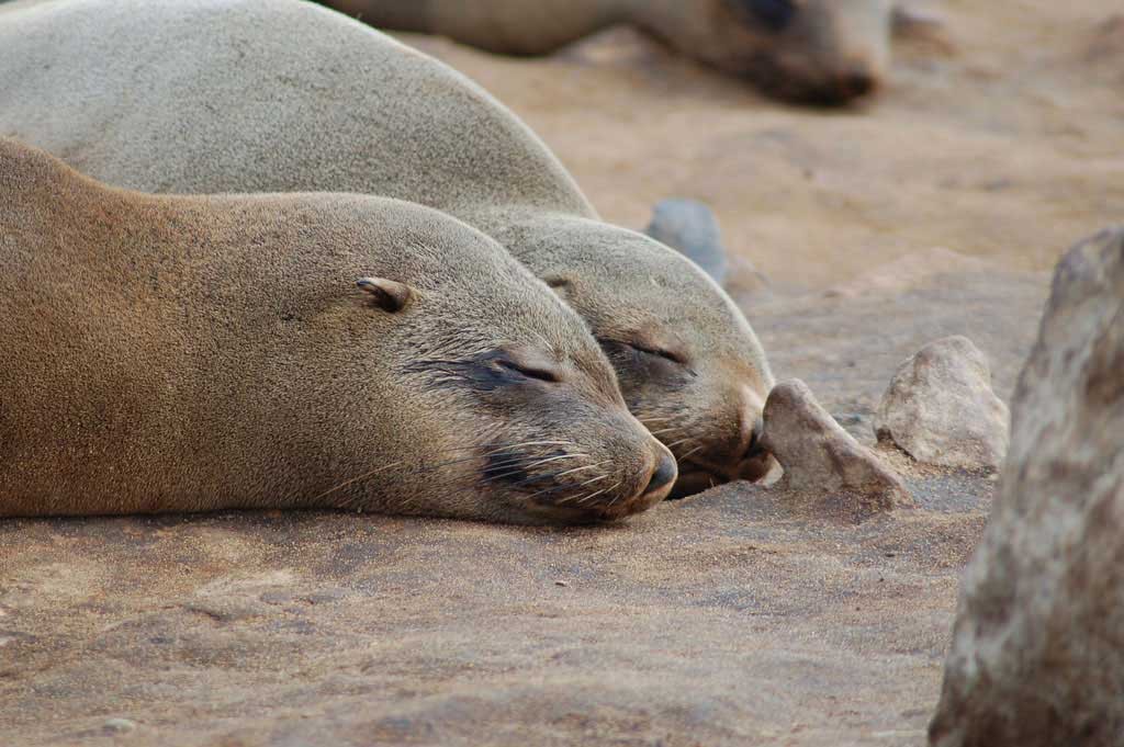 cape_cross_seal_reserve_foche.jpg