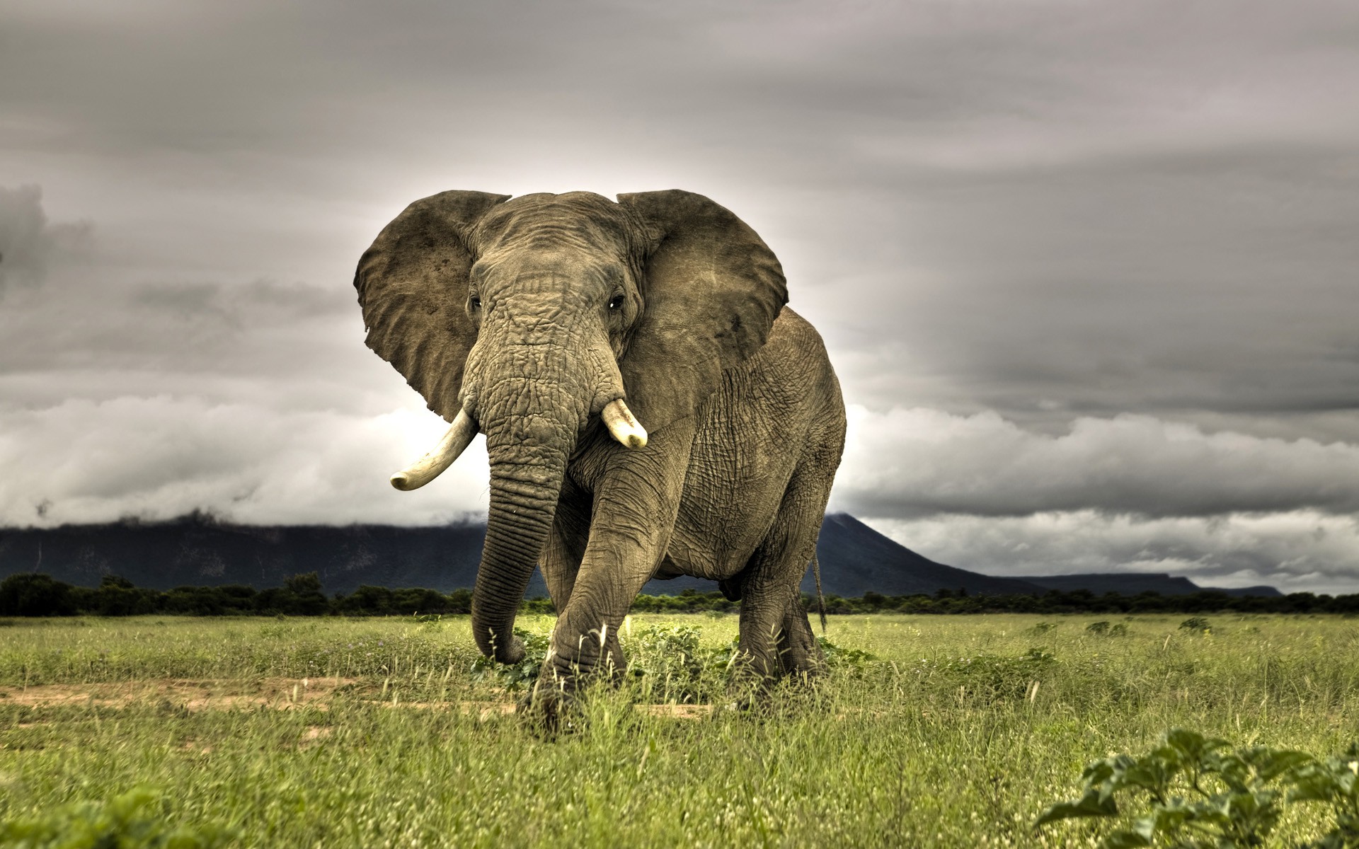 elephant-in-south-africa-wallpaper.jpg