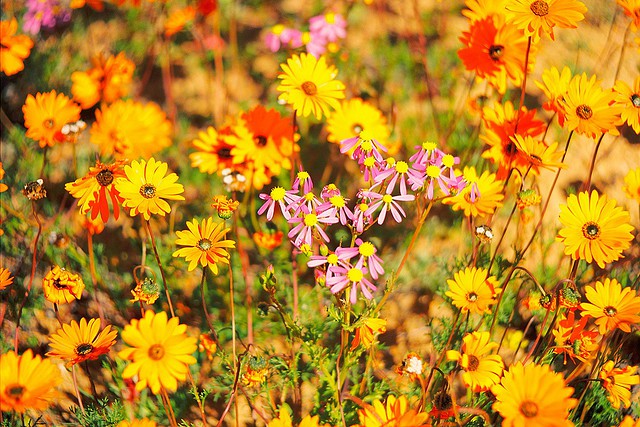 namaqualand-daisy-daisies-7.jpg