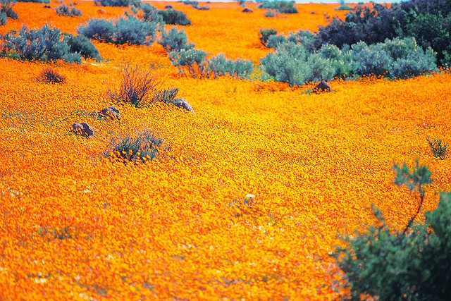 namaqualand-daisy-daisies-6.jpg