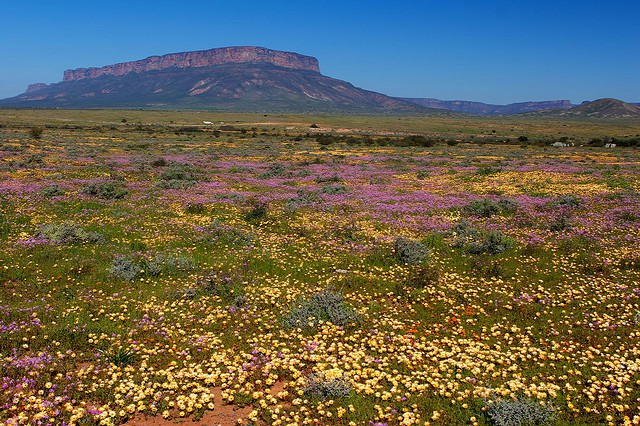 namaqualand-daisy-daisies-27.jpg